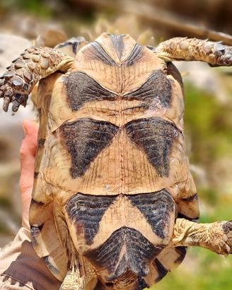 Testudo marginata femmina prob het caramello