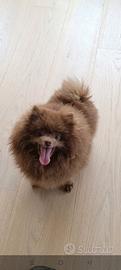 Spitz Pomerania maschio per monta