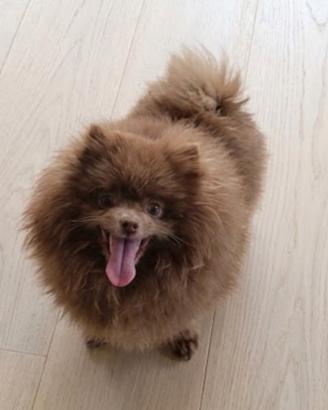 Spitz Pomerania maschio per monta