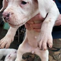 Cuccioli Dogo argentino