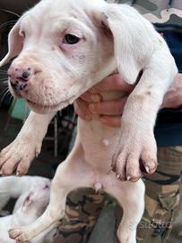 Cuccioli Dogo argentino