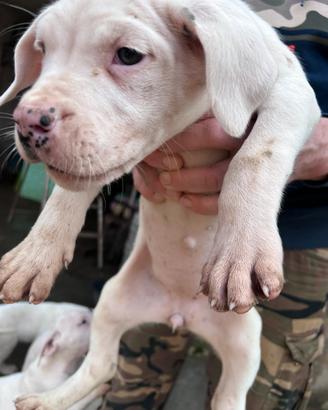 Cuccioli Dogo argentino