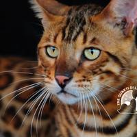 Gatti Bengala Disponibili - Eleganza Selvaggia in