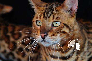 Gatti Bengala Disponibili - Eleganza Selvaggia in
