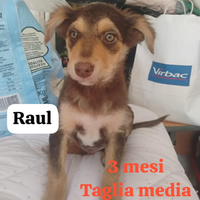 Cuccioli straordinari