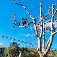 alberi e palme 