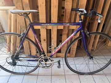 Buci corsa/ibrida ceccherini