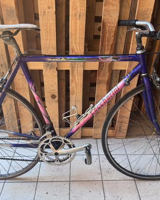 Buci corsa/ibrida ceccherini
