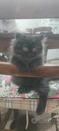 Gatti persiani