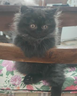 Gatti persiani