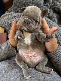 Bulldog francese maschietti