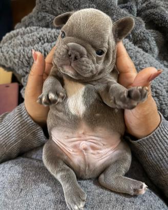 Bulldog francese maschietti