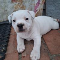 Staffordshire bull terrier