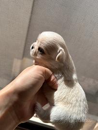 CHIHuahUA