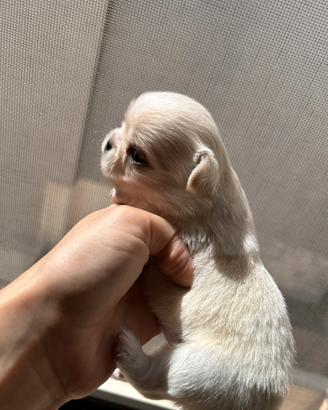 CHIHuahUA