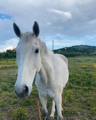 Castrone di 16 anni