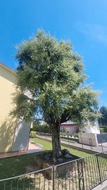QUERCIA DA SUGHERO