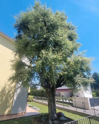 QUERCIA DA SUGHERO