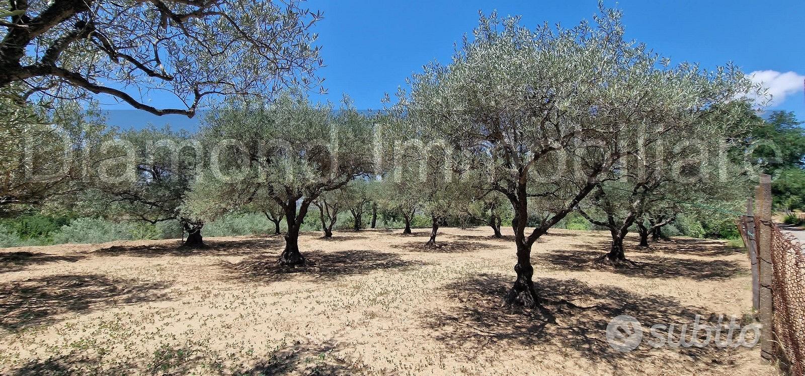 Terreno agricolo 7,5 ettari Castiglione di Sicilia - Vista 4