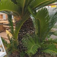 Piante di Cycas in vaso
