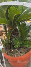 Piante di Cycas in vaso