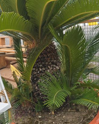 Piante di Cycas in vaso
