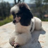 Barboncina particolor