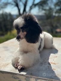 Barboncina particolor