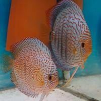 Piccoli di discus