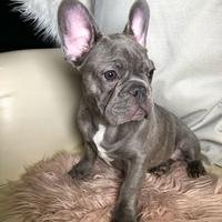 Bulldog francese esotico