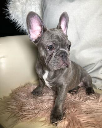 Bulldog francese esotico