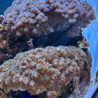 Coralli e rocce vive per acquario marino
