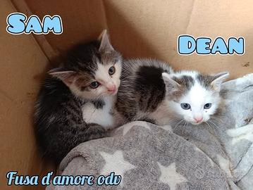 Sam e Dean: due gattini in adozione