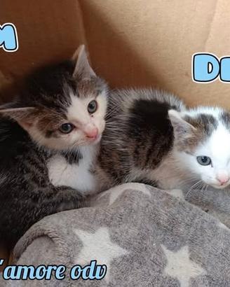 Sam e Dean: due gattini in adozione