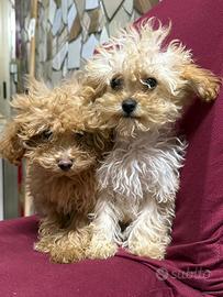 Disponibili barboncino toy maschio e femmina