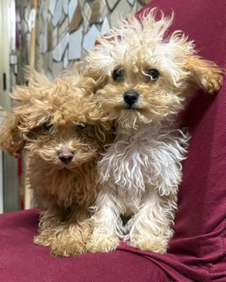 Disponibili barboncino toy maschio e femmina