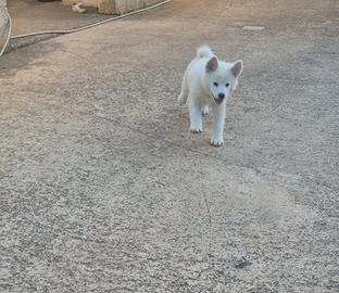 Akita inu