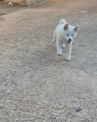 Akita inu