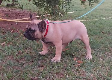 Bulldog francese