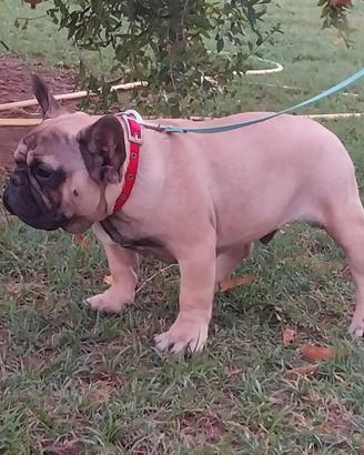 Bulldog francese