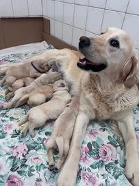 Golden Retriver cuccioli disponibili