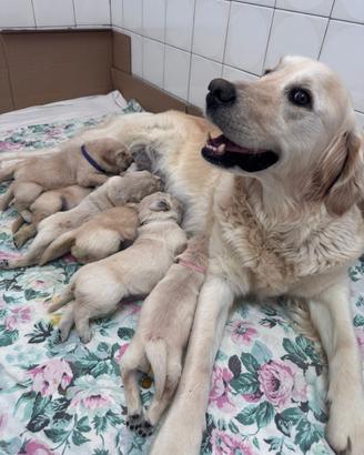 Golden Retriver cuccioli disponibili