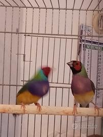 Diamanti del gould