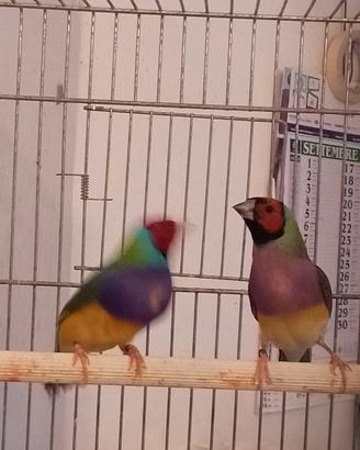 Diamanti del gould
