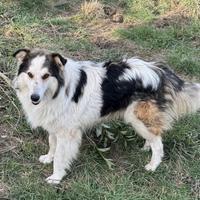 MAXI ca 2 anni coccolone incrocio di collie