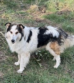 MAXI ca 2 anni coccolone incrocio di collie