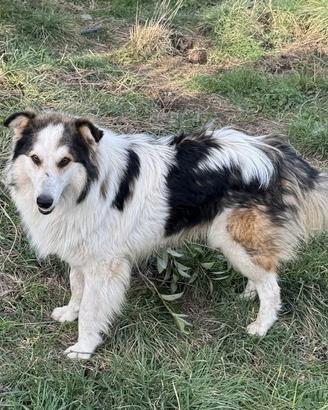 MAXI ca 2 anni coccolone incrocio di collie