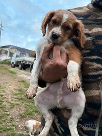 Cuccioli di Breton