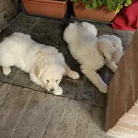 Cuccioli di Golden retriever