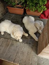 Cuccioli di Golden retriever